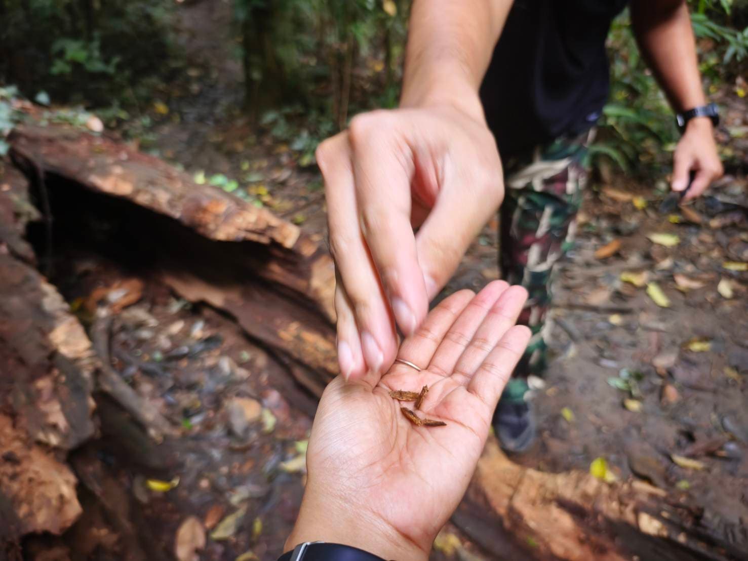 Nong Phak Chi trail 3