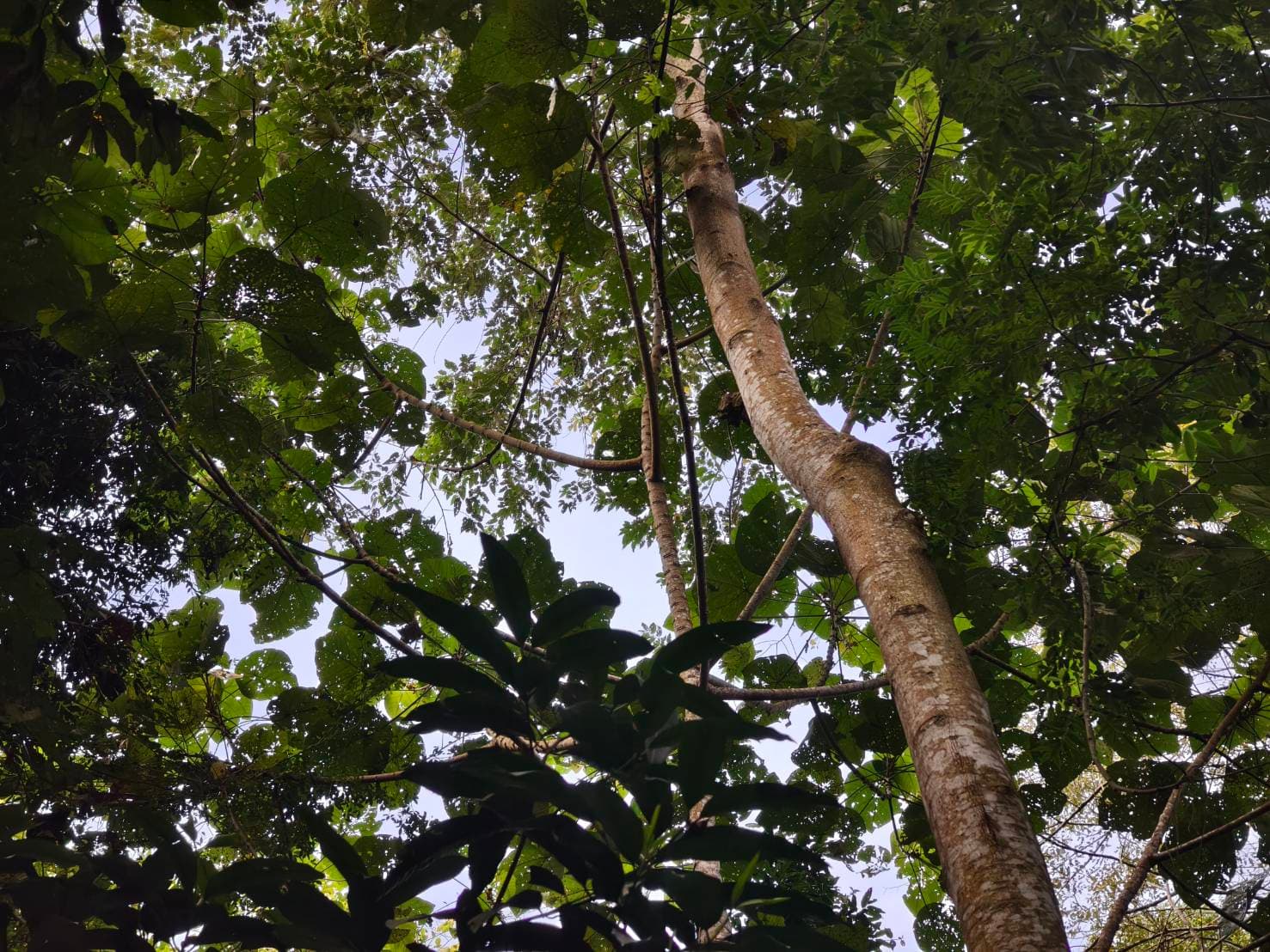 Nong Phak Chi trail 14