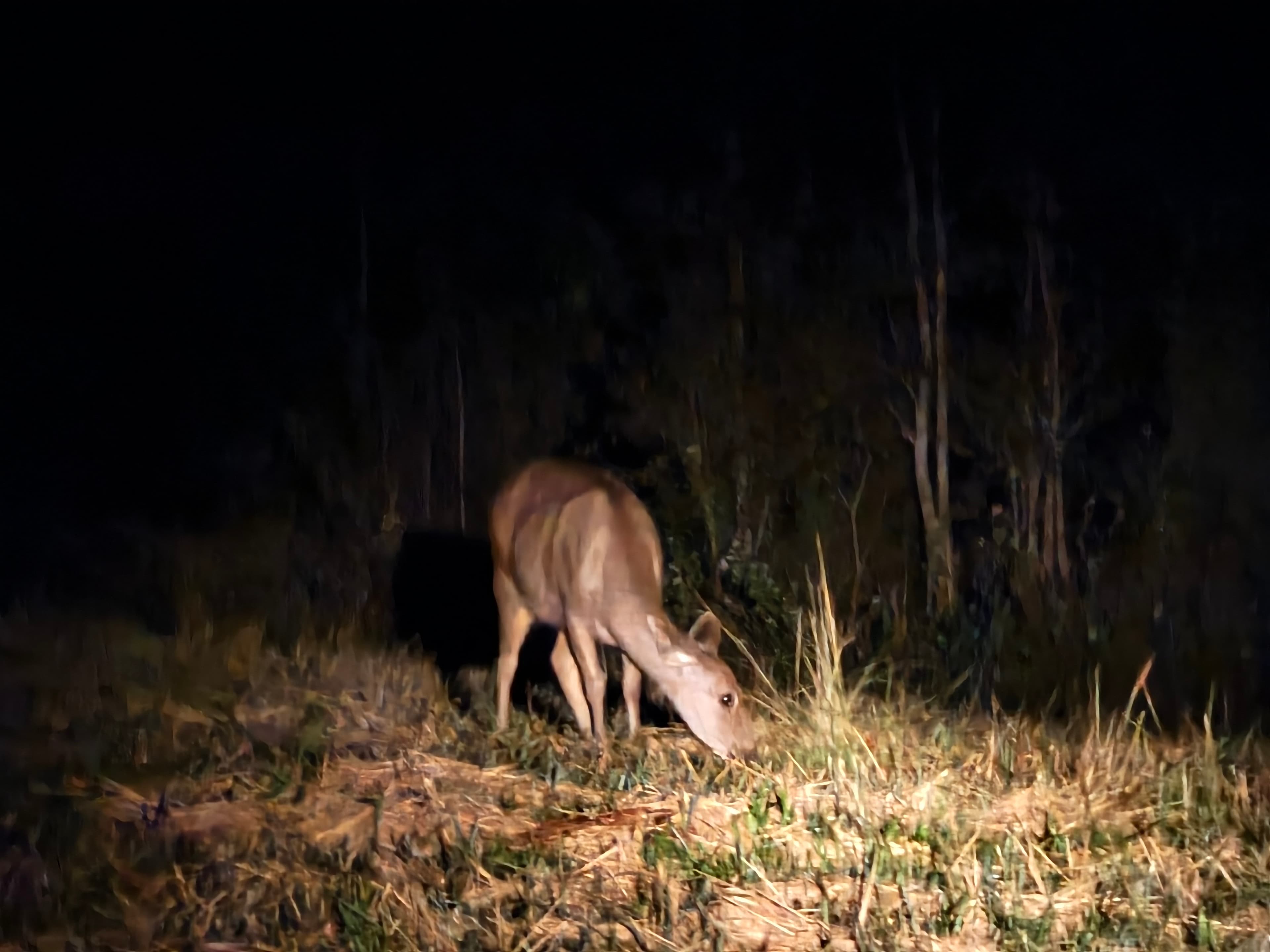 Wildlife watching 7