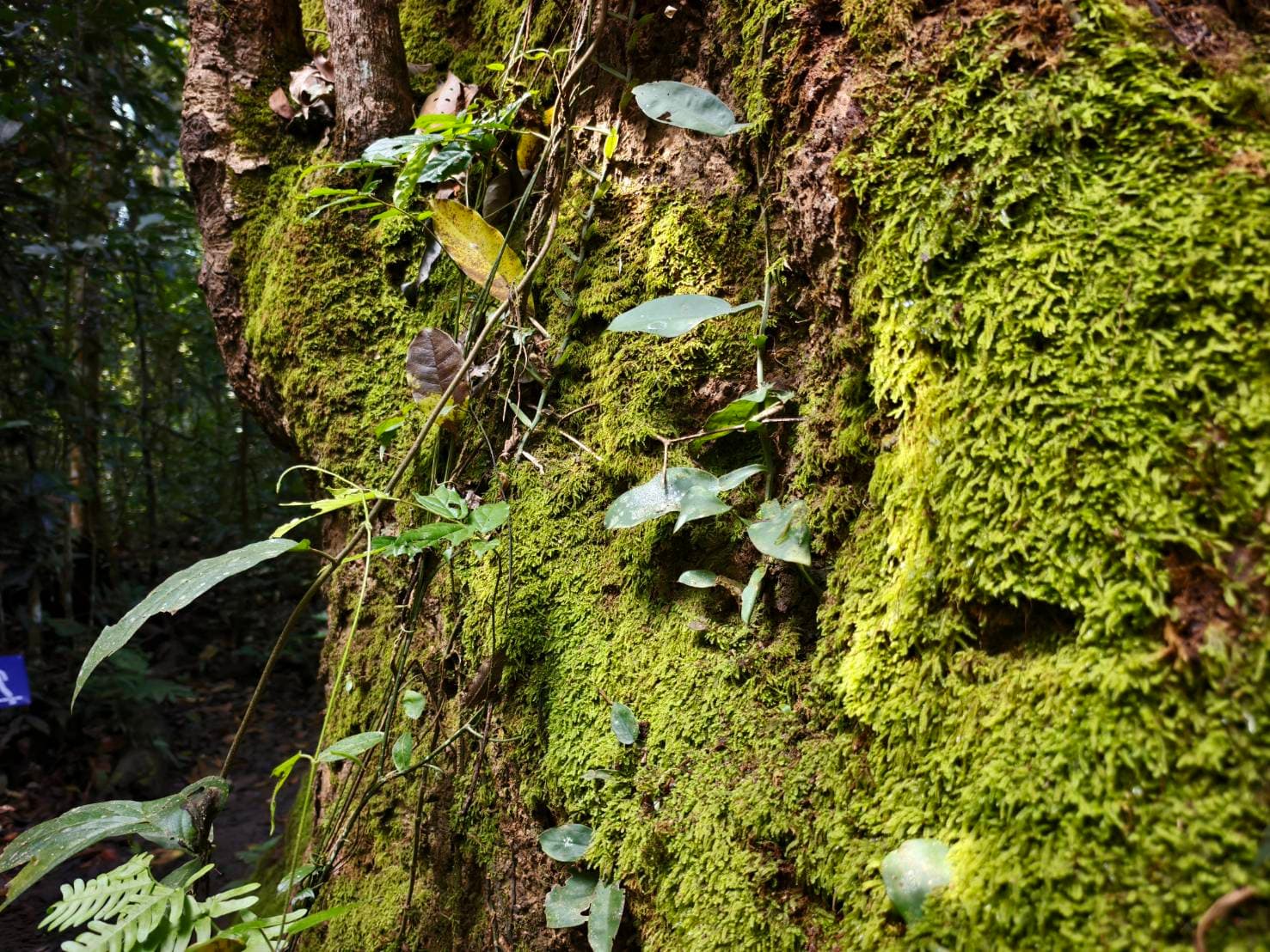 One Day Trip -Khao Yai National Park (UNESCO World Heritage) 3
