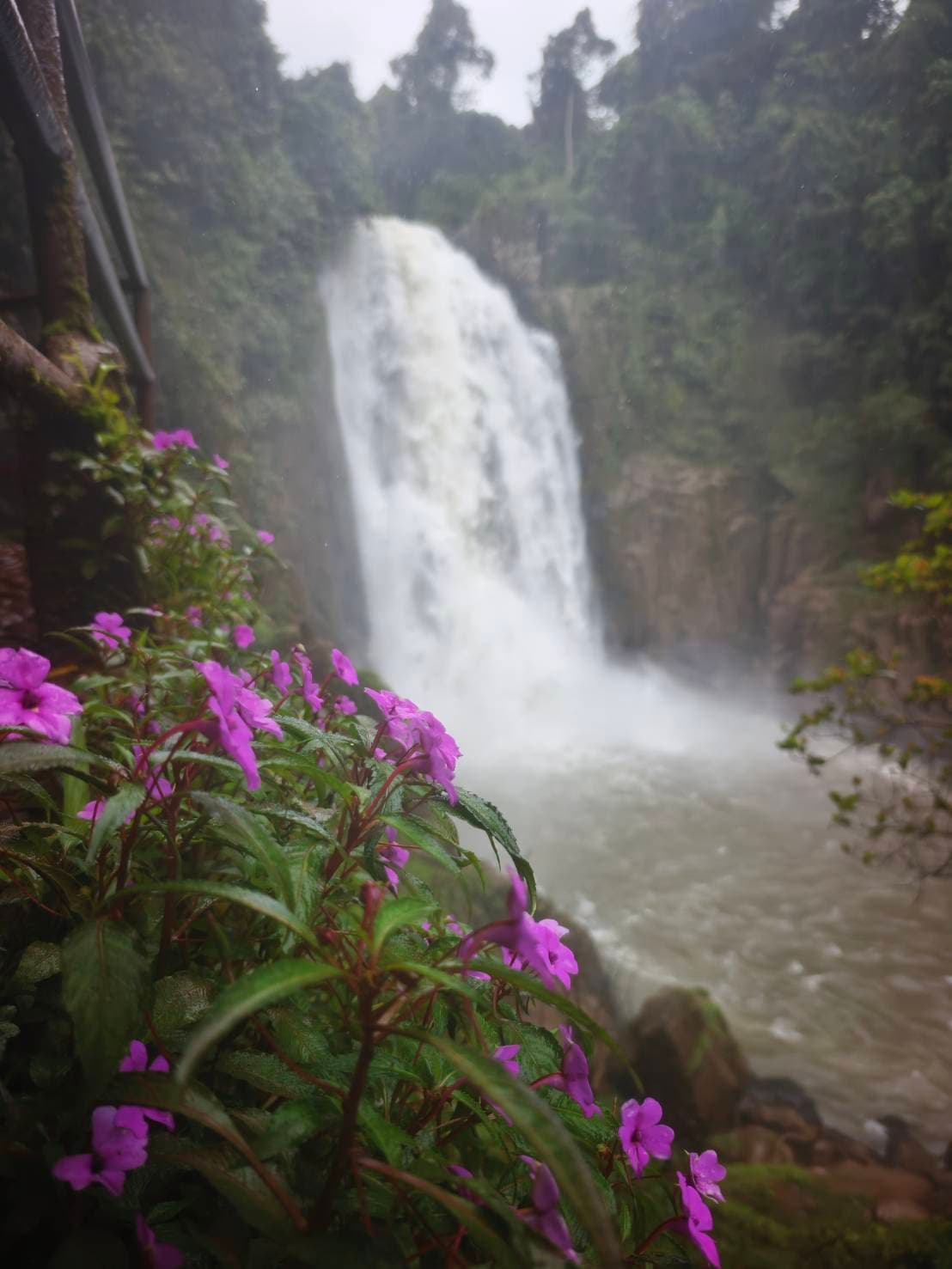 Nakhon Nayok → Khao Yai National Park (UNESCO World Heritage experience) One Day Trip 5