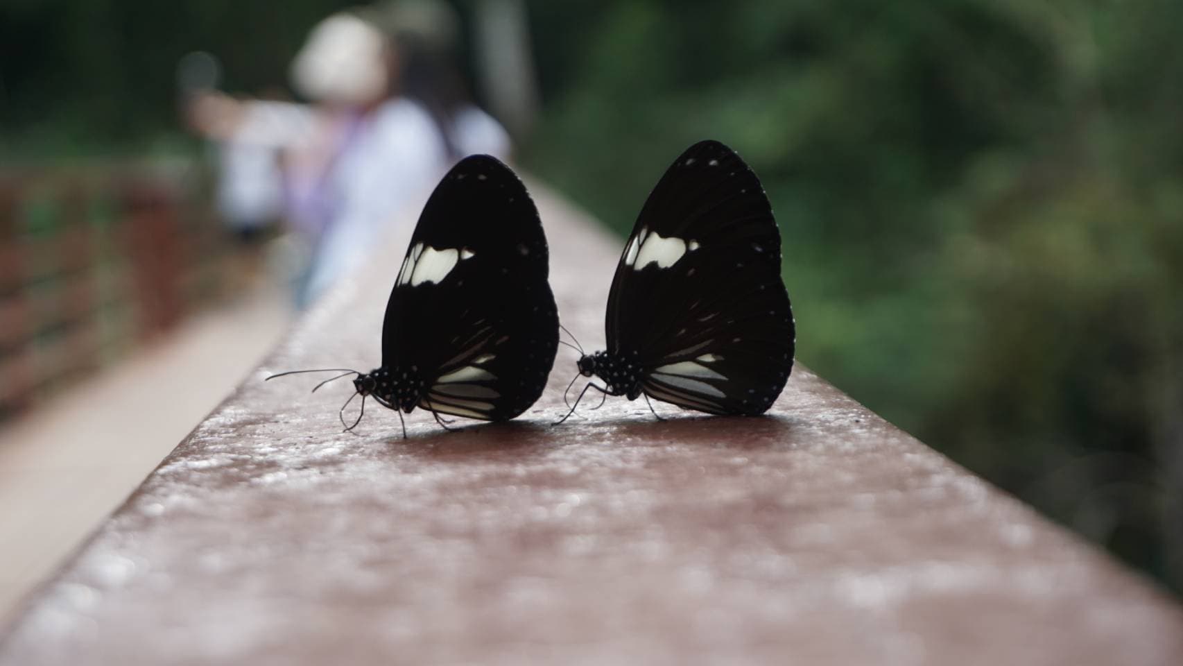Nakhon Nayok → Khao Yai National Park (UNESCO World Heritage experience) One Day Trip 41