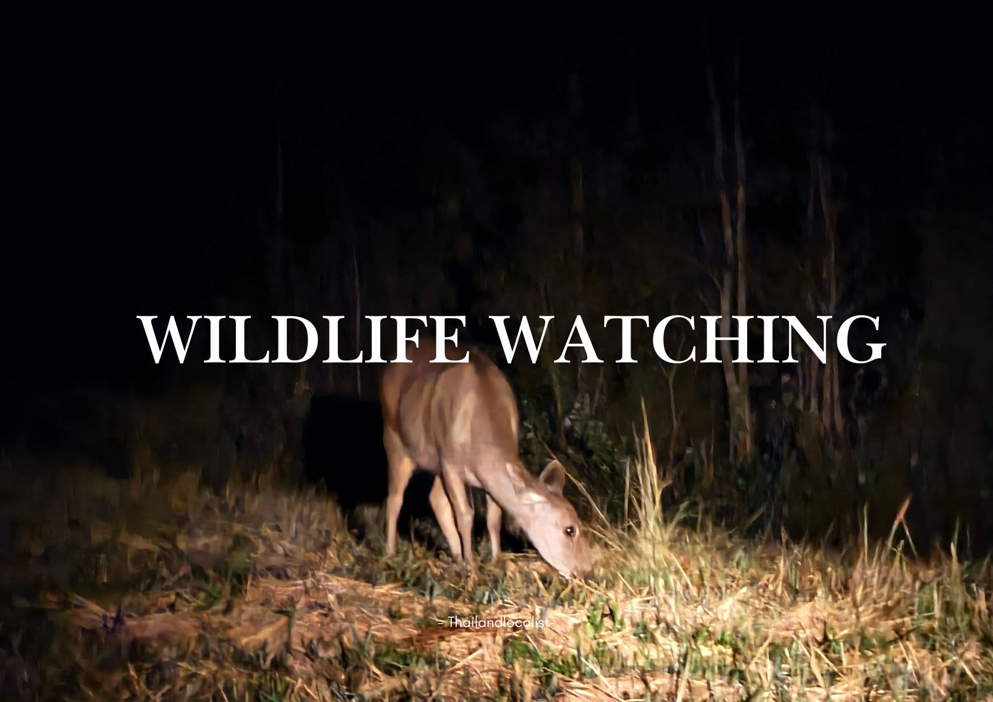 Wildlife watching