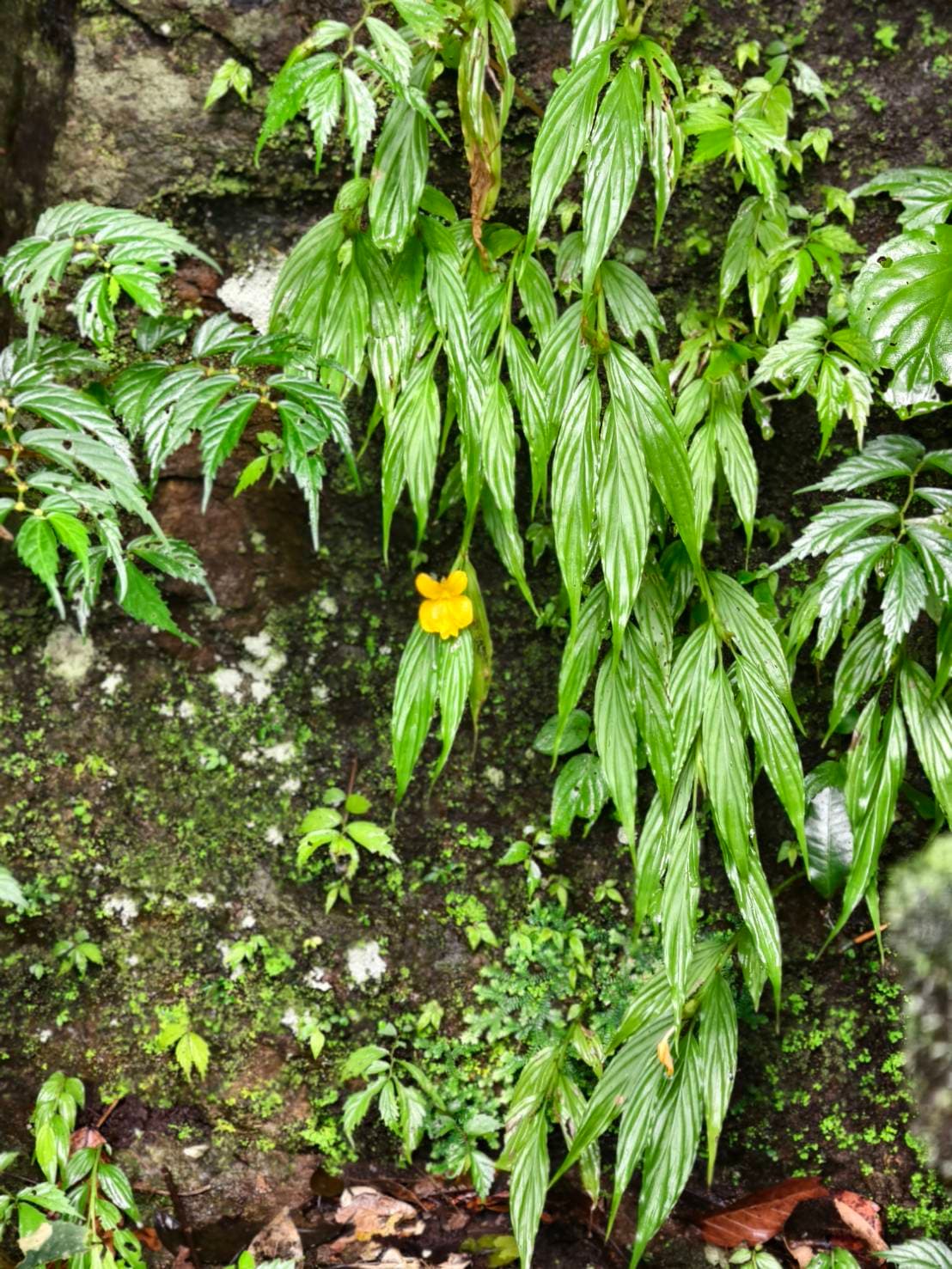 Bangkok → Khao Yai National Park (UNESCO World Heritage experience) One Day Trip 12