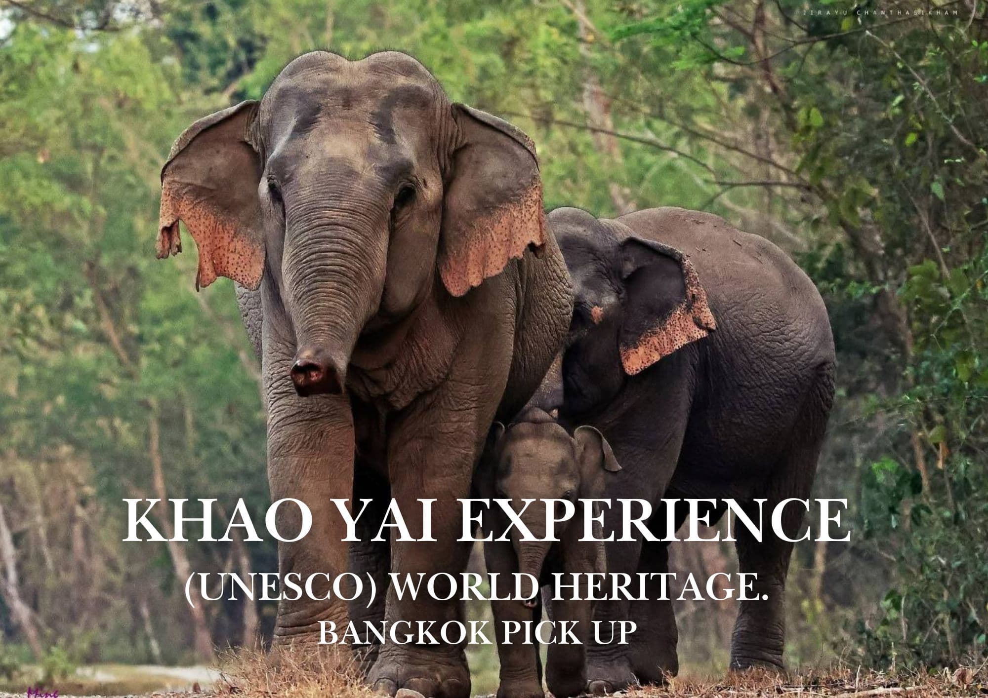 Bangkok → Khao Yai National Park (UNESCO World Heritage experience) One Day Trip